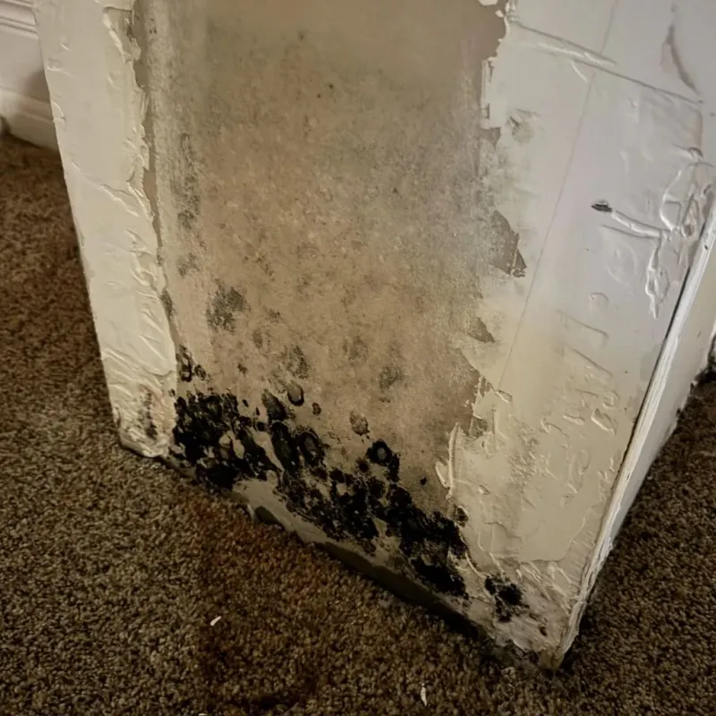 Professional Mold Removal in North Lauderdale, FL